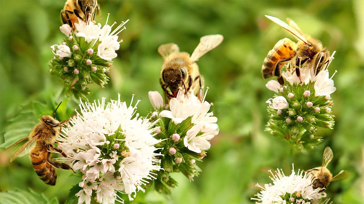 bienen-sammeln-honig