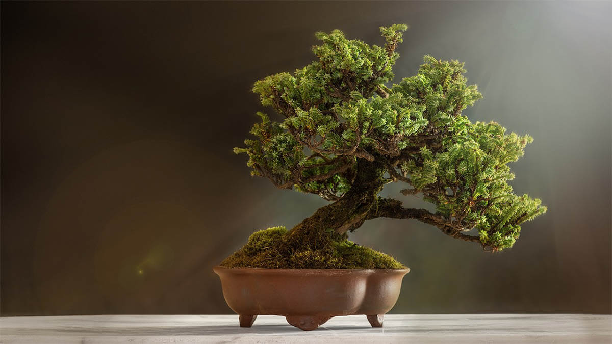 bonsai-auf-tisch