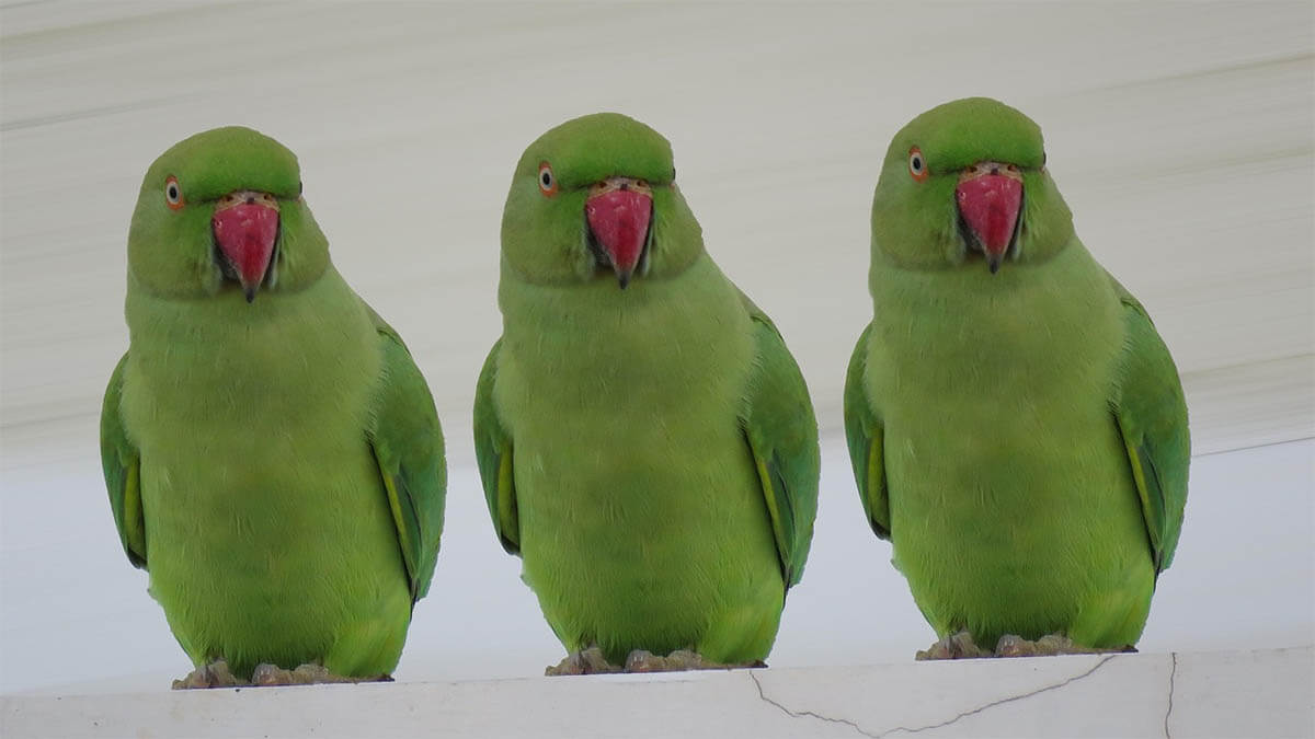 drei-wellensittiche