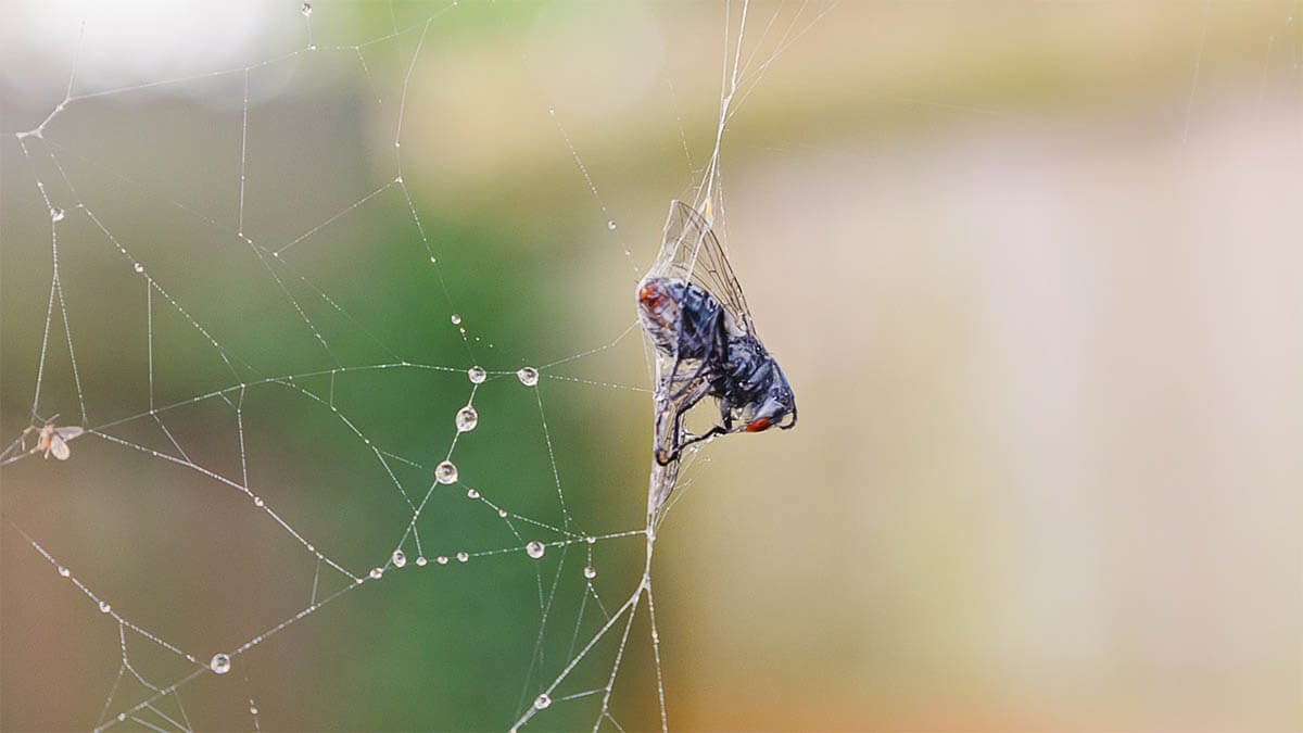 fliege im spinnennetz