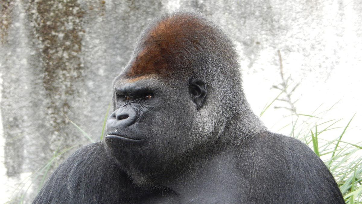 gorilla boeser blick