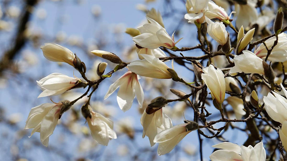 magnolien knospen baum