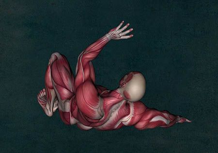 mann anatomie muskeln