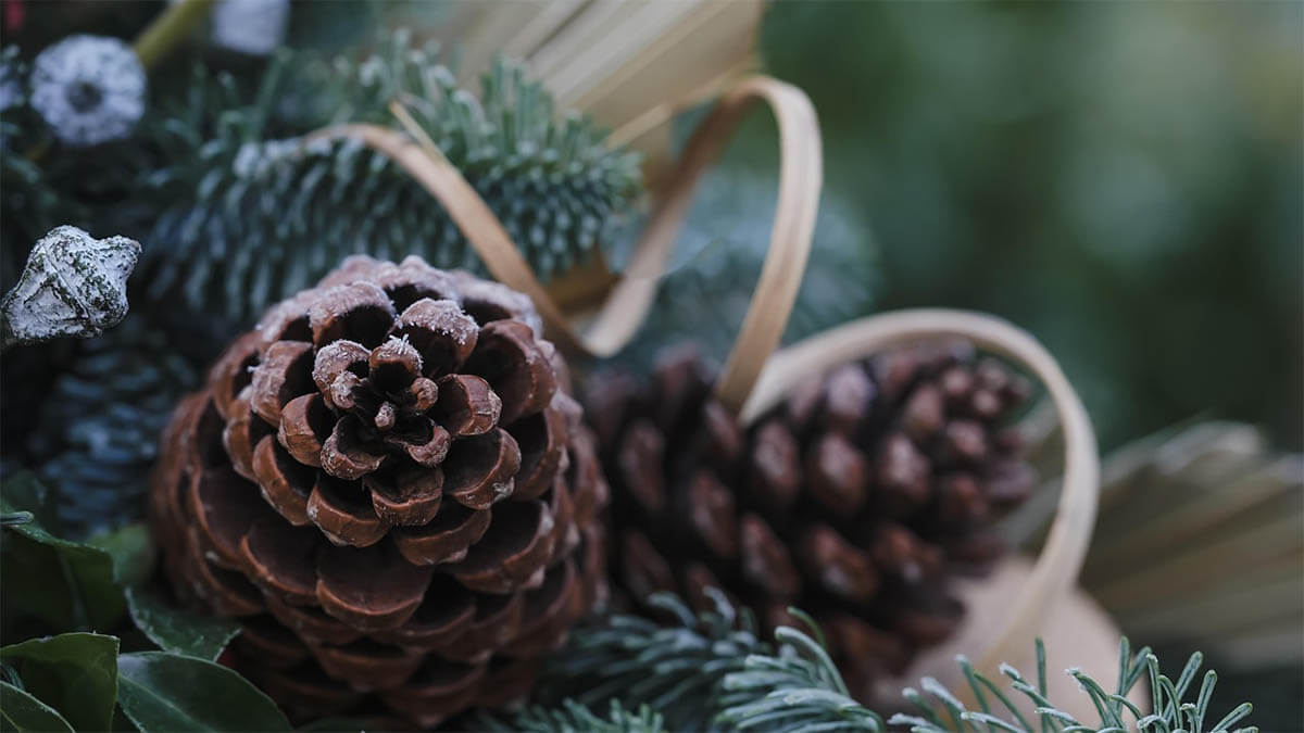 tannenzapfen