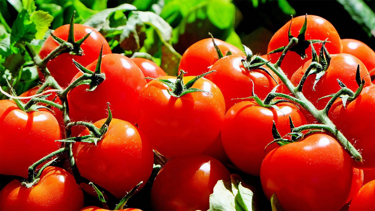 tomate kerngehaeuse entfernen