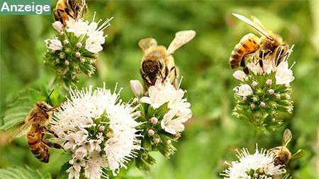 blumen-bienen