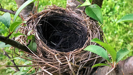 empty-nest