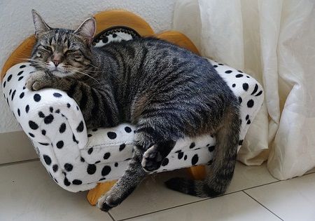 katze-couch