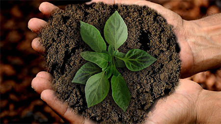 nachhaltigkeit-pflanze-erde