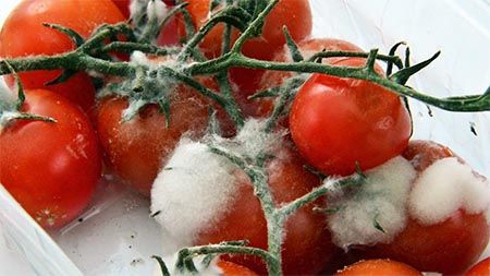 schimmelpilze-auf-tomaten