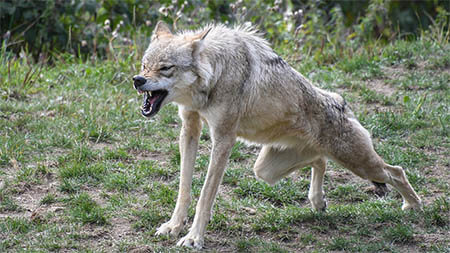 wolf-gefahr
