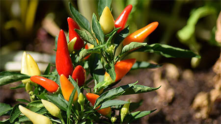 zimmerpflanze-chilli