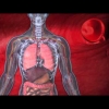 MediQUANT - Bemer Mikrozirkulation - Bessere Versorgung von Organen und Geweben