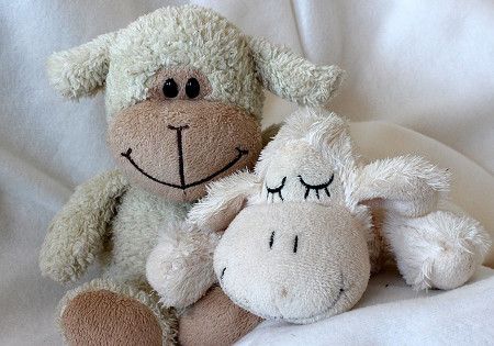 teddybaer schaf