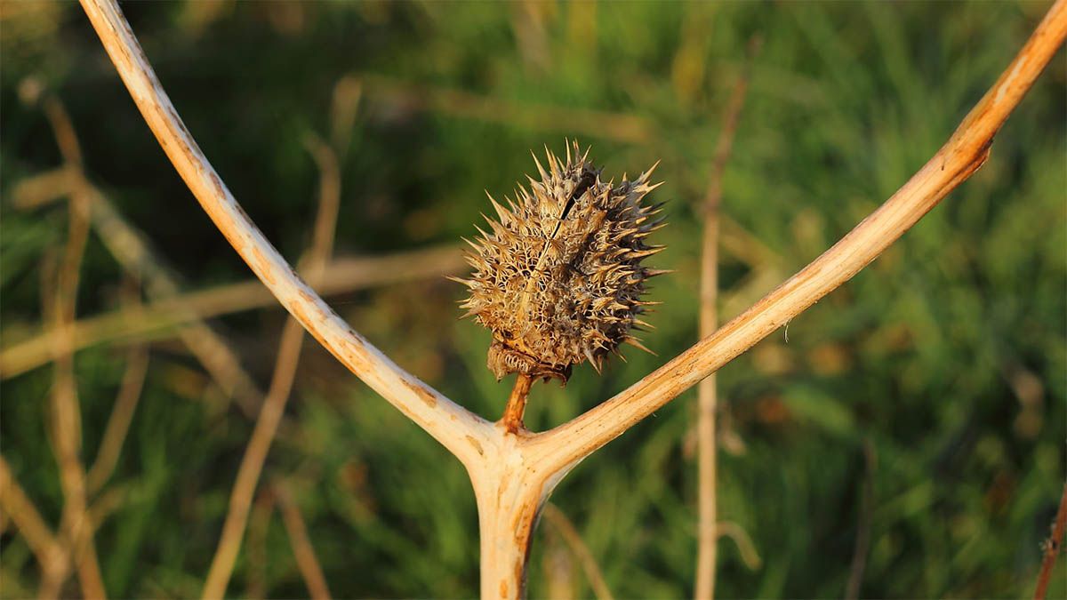 distel jubeln