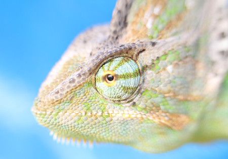 chamaeleon
