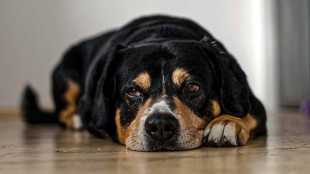 fauler hund