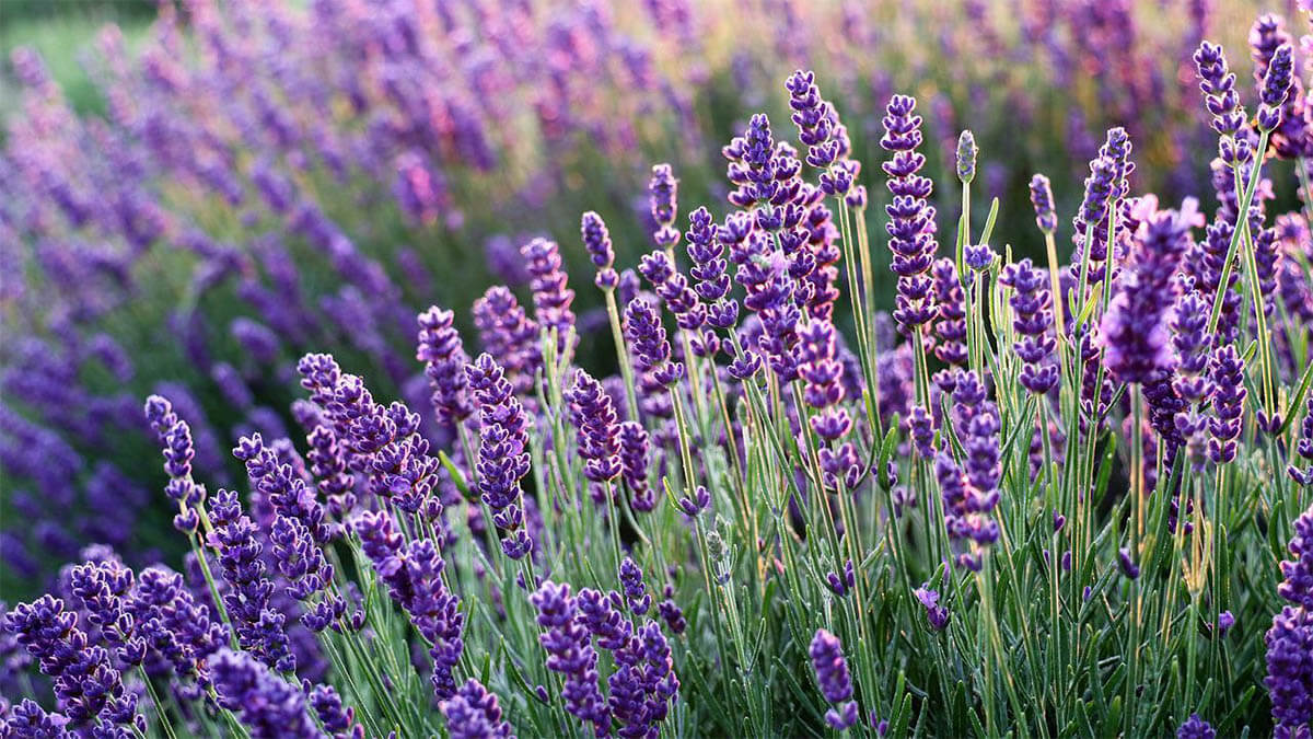 lavendel