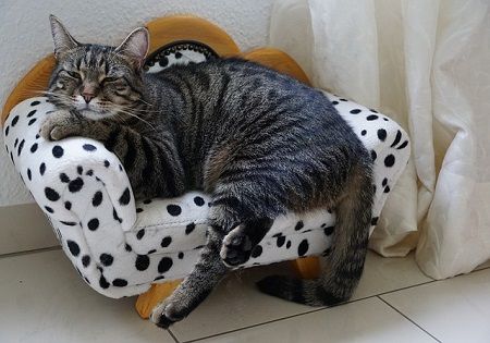 katze-couch-entspannt