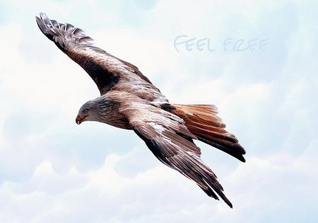 feel free