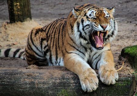 tiger brullt