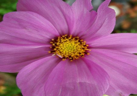 blume violett gelbe stempel