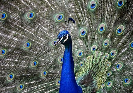 pfau-stolz-federn