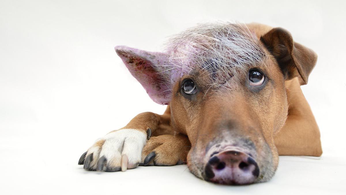 schweinehund