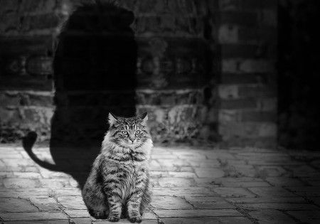 katze-loewenschatten