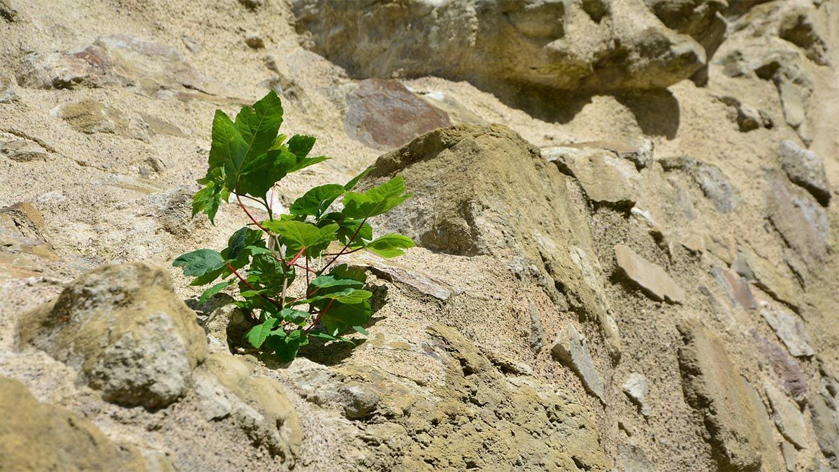 Durchsetzen lernen als hochsensible Person pflanze-durchsetzen-stein