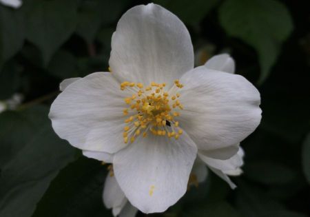 weisse blume