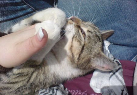 katze beisst