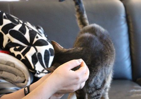 katze kopf geben