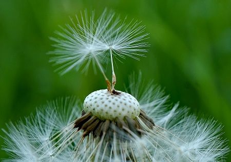 loewenzahn blume