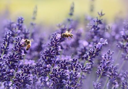 bienen lavendel