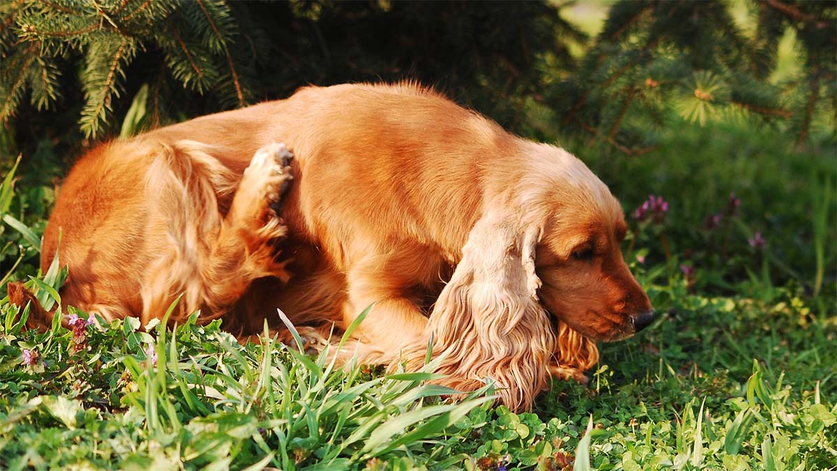 hund-kratzt-sich