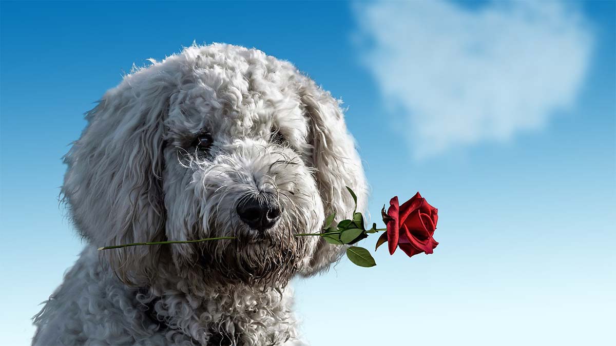 hund-rose-herz