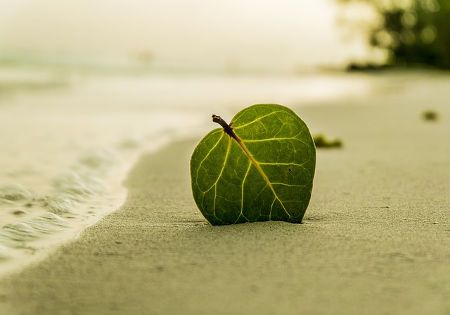 strand blatt ruhe