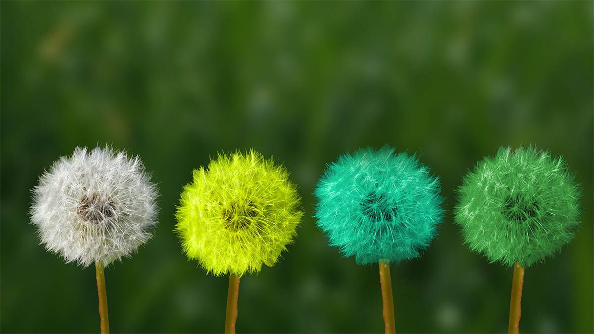Veränderungen im Leben annehmen loewenzahn-farbe-veraendert