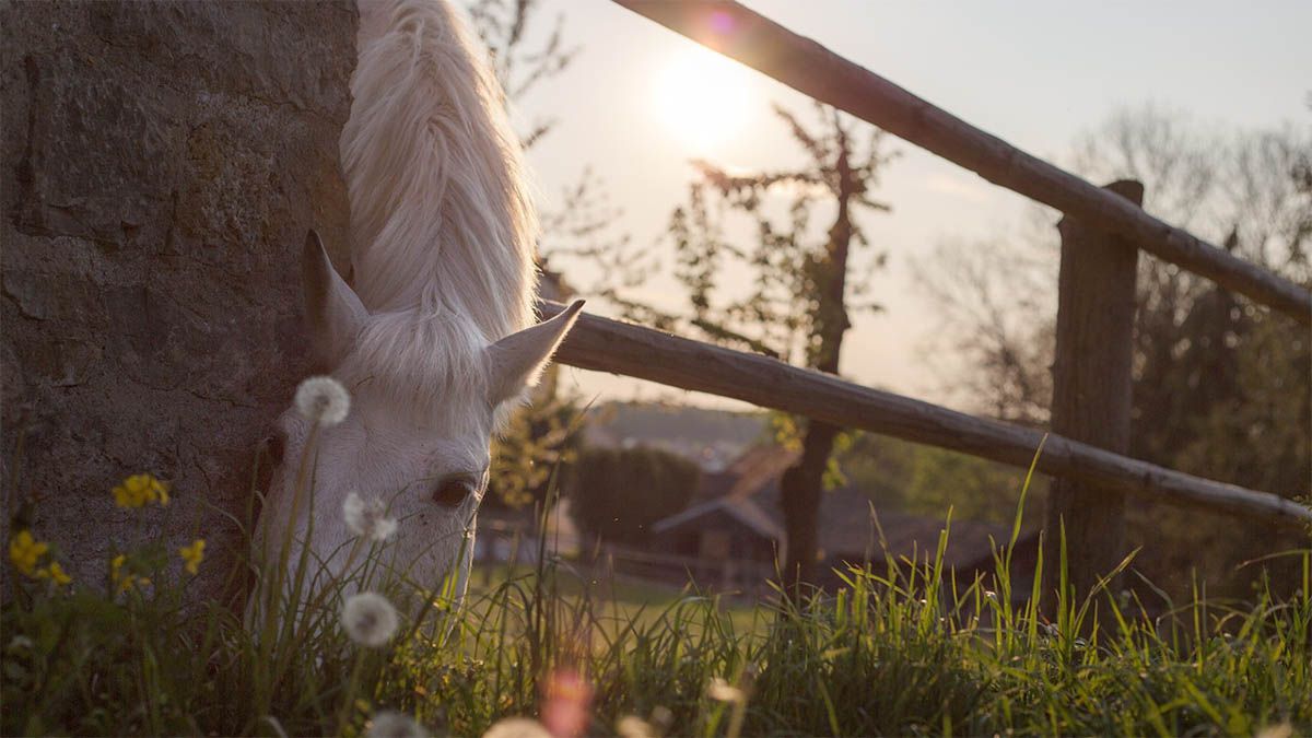 pferd-weide