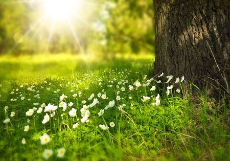 blumen wachsen sonnenschein