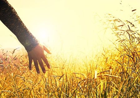 hand feld sonne