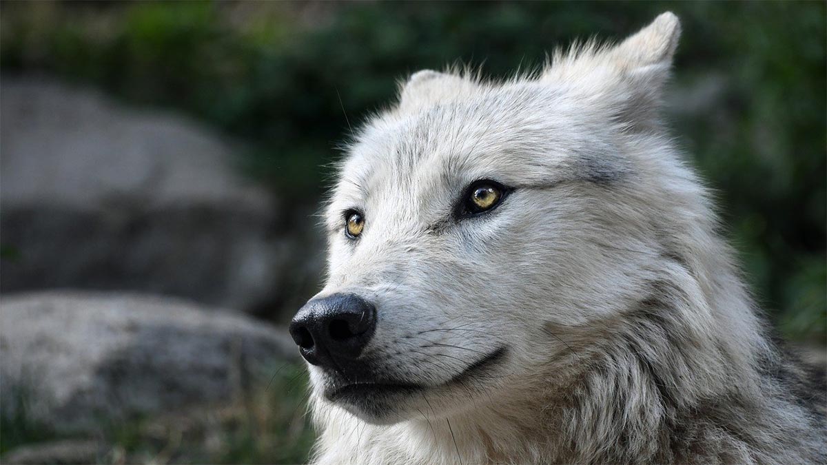 hund wolf an