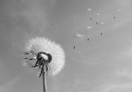 loewenzahn pusteblume schwarz weiss