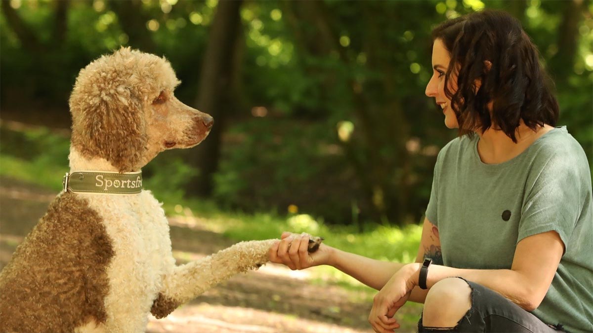 Schmerzen beim Hund erkennen hund-gibt-pfote