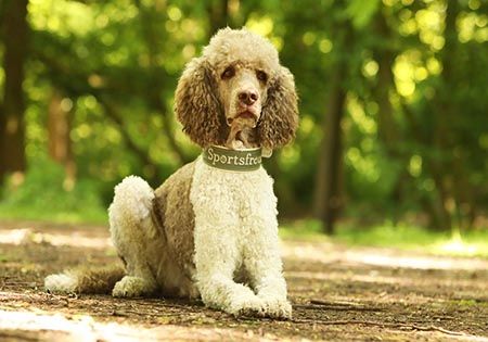 hund sitzt und schaut