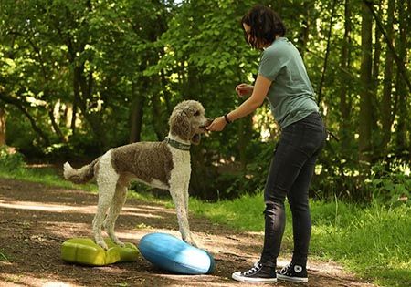 hund training belohnung