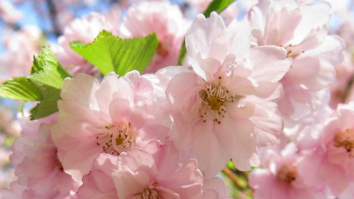rosa-blueten
