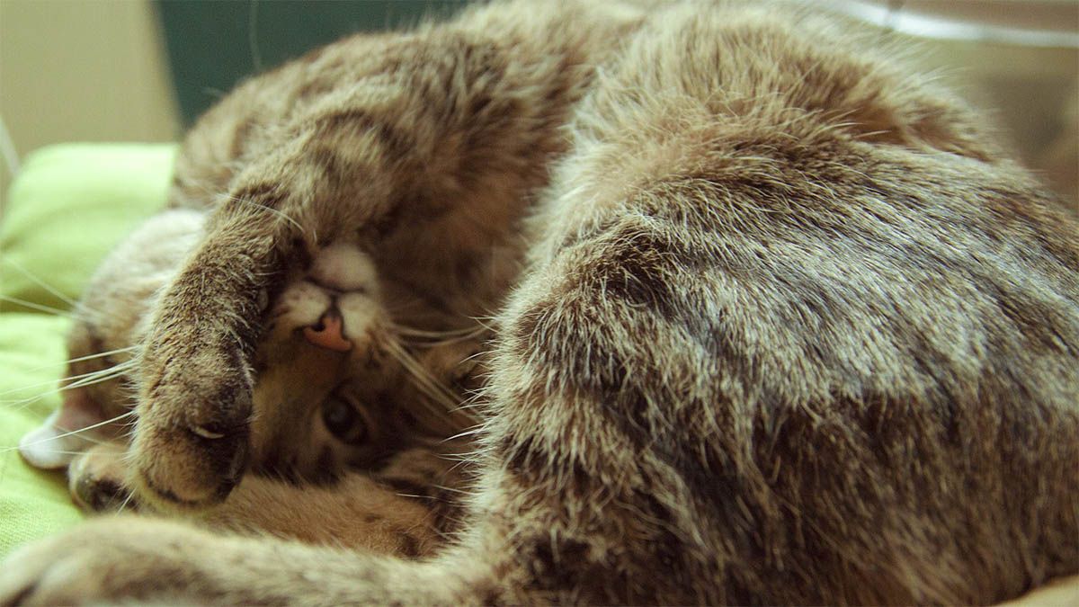 katze-krank