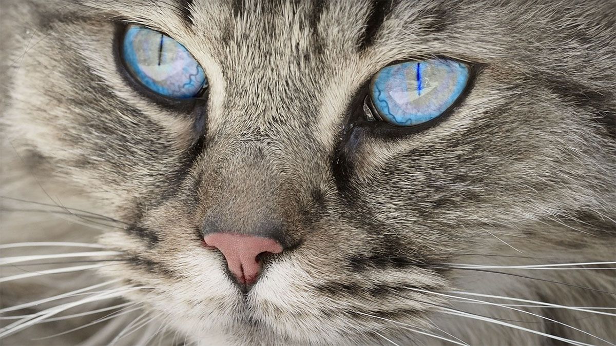 katzenkopf-grau-blaue-augen